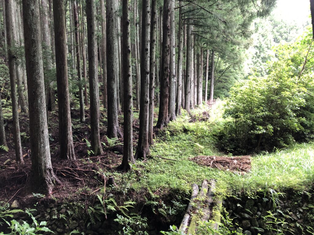 杉の人工林