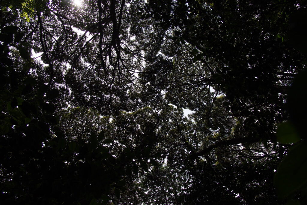 森の中から空を見上げると、空が見えないほどに、一面に木の葉が覆っている