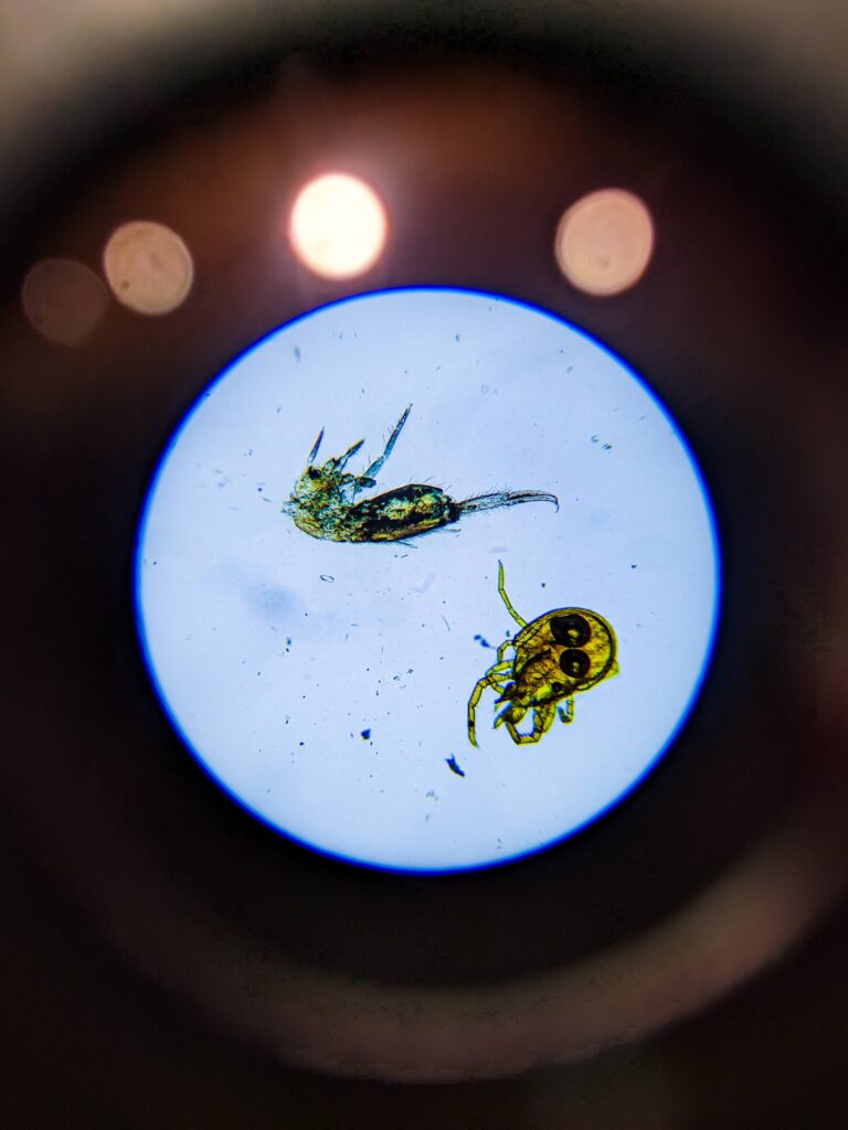 顕微鏡で見た小さな虫