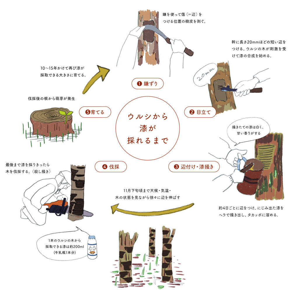 森と工芸―漆編 | 新林