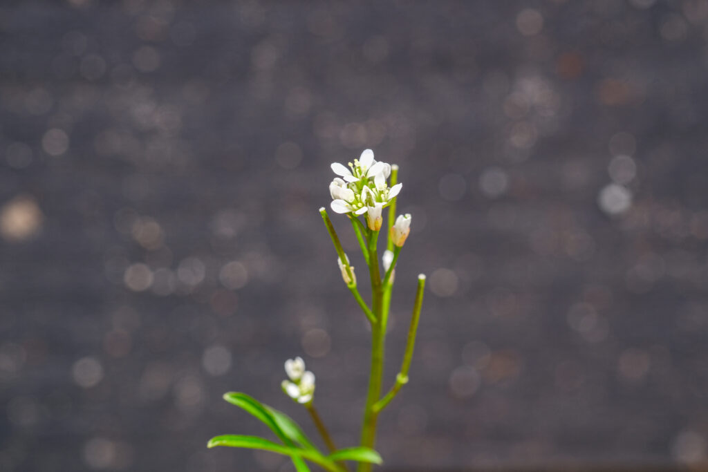 白い小さな花がついた草