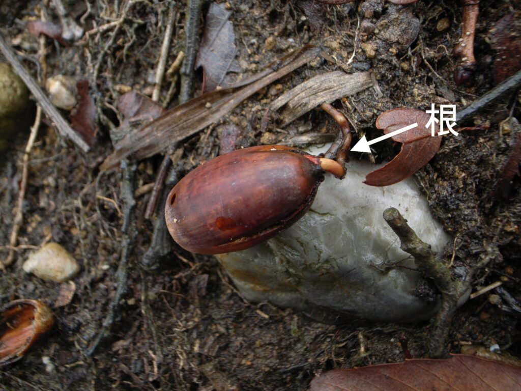ドングリの生き様」 〜お硬い果実は生き方も堅実？〜 森の舞台の役者 