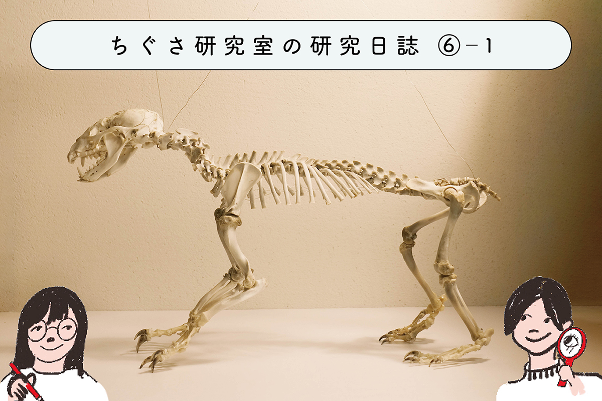 身近なもので骨格標本を作ってみよう！ ①骨格標本って作れるの 
