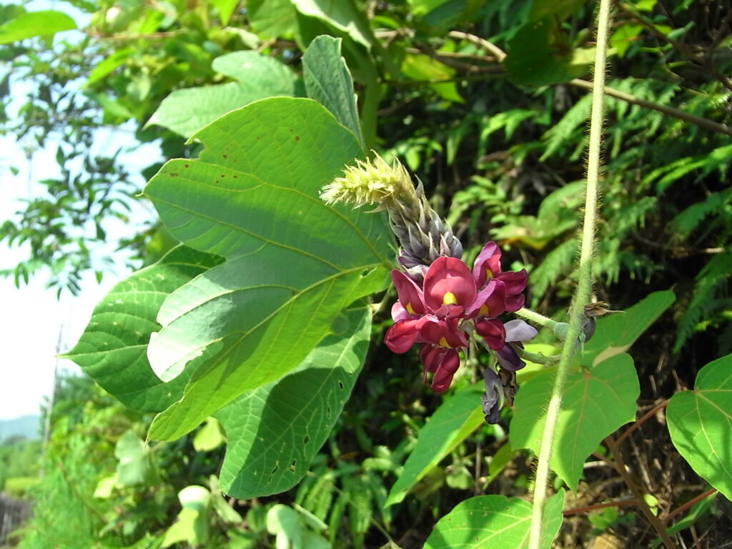 最強のツル植物① 空き地の暴れん坊将軍 “クズ” 里山よもやま話 〜人と植物が暮らす社会〜 #1 | 里山よもやま話 〜人と植物が暮らす社会 ...