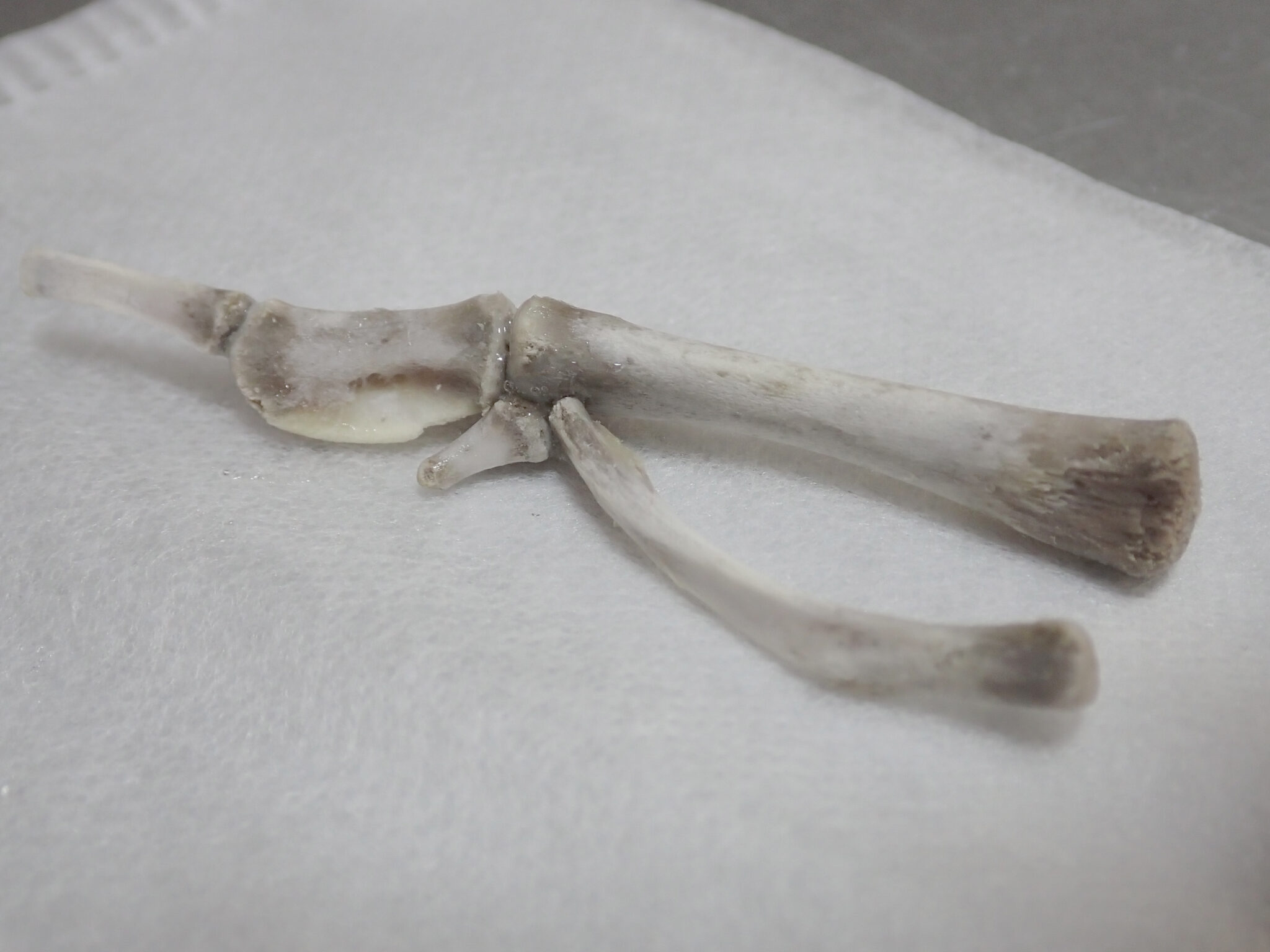 身近なもので骨格標本を作ってみよう！ ③組み立てて観察しよう！ ちぐさ研究室の研究日誌 #6 | ちぐさ研究室の研究日誌 | 新林