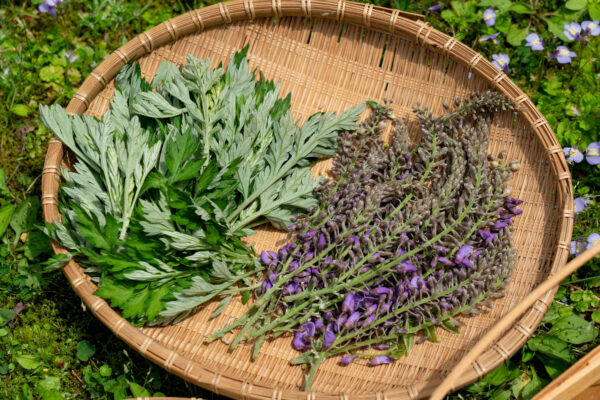 春は野草を摘みに 〜柳沢教授の有用植物実習〜 ①座学編の関連画像