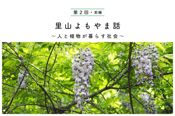 最強のツル植物②【前編】 美味い野生植物“フジ”の関連画像