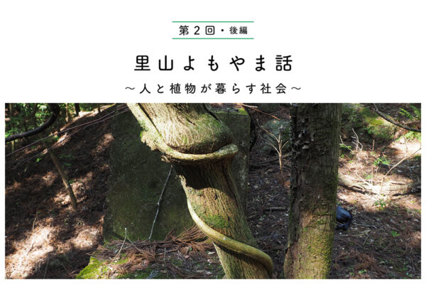 最強のツル植物②【後編】 林縁の格闘家“フジ”の関連画像