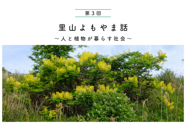 我々に身近なツル植物 よじ登ったその先に・・・の関連画像
