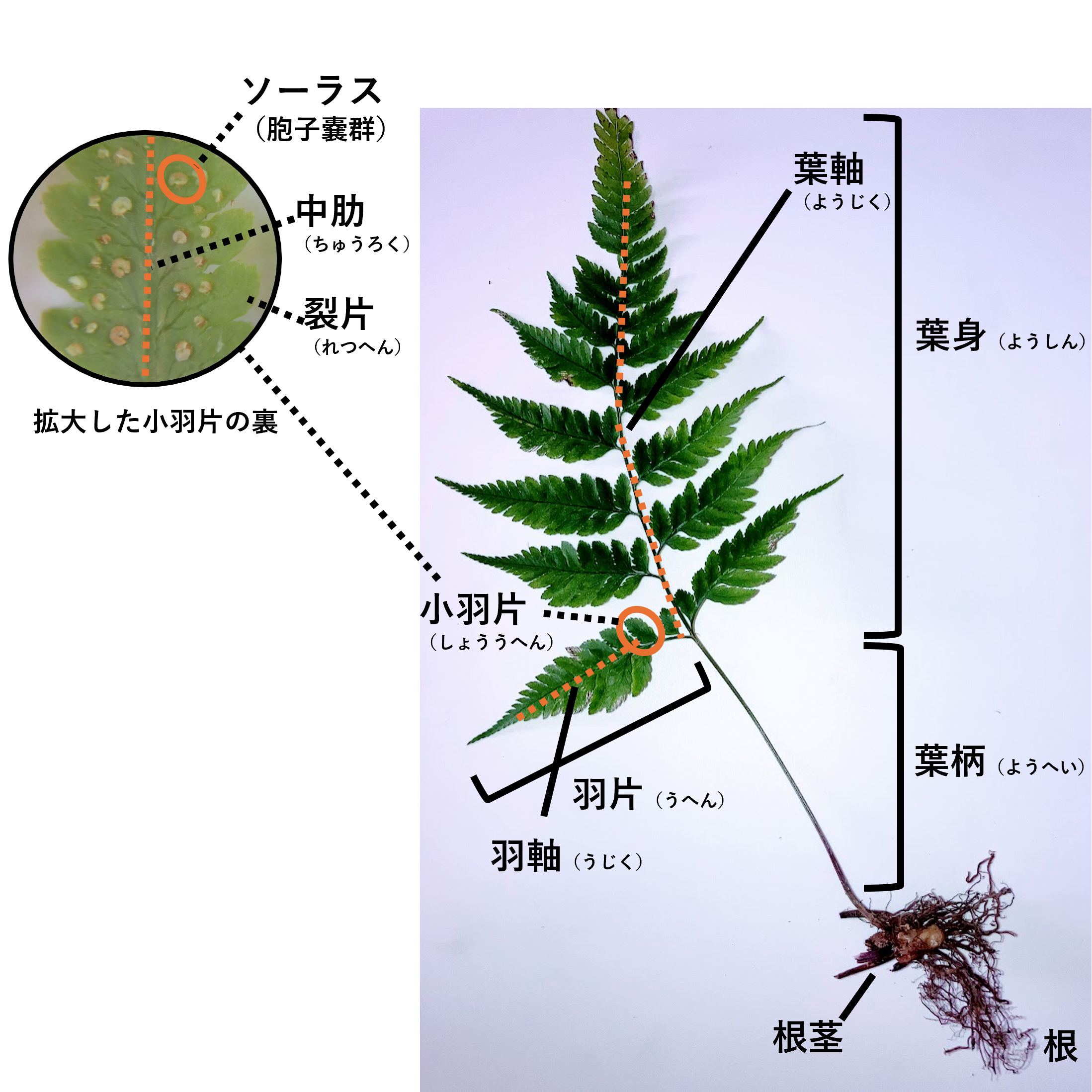 初心者にもオススメ!?シダ植物調査をしてみよう ②シダ植物の観察ポイント ちぐさ研究室の研究日誌 #8 | ちぐさ研究室の研究日誌 | 新林