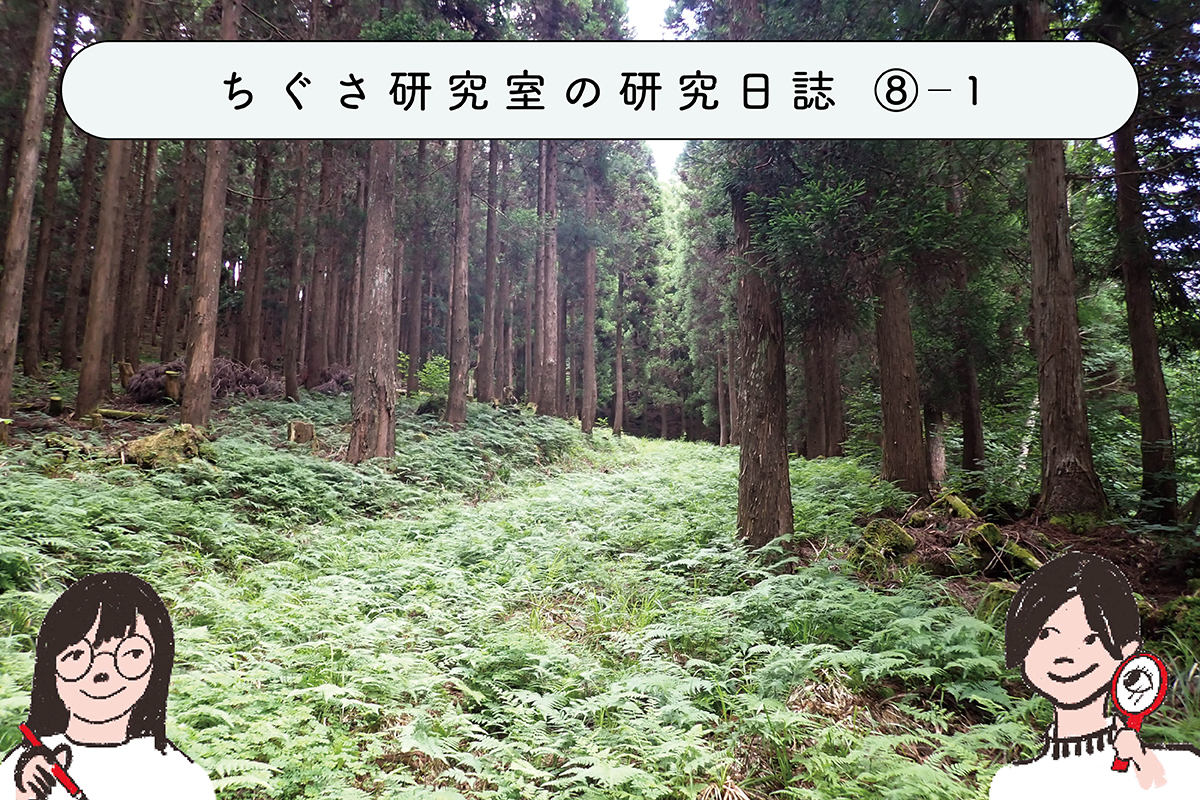 初心者にもオススメ!?シダ植物調査をしてみよう ①シダ植物ってなんだ? の関連画像