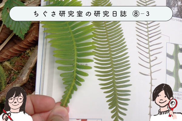 初心者にもオススメ!?シダ植物調査をしてみよう ③シダ植物を同定してみようの関連画像