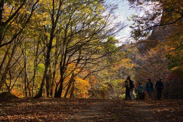 森の声を聴きに行く―演習林を訪ねる旅の関連画像