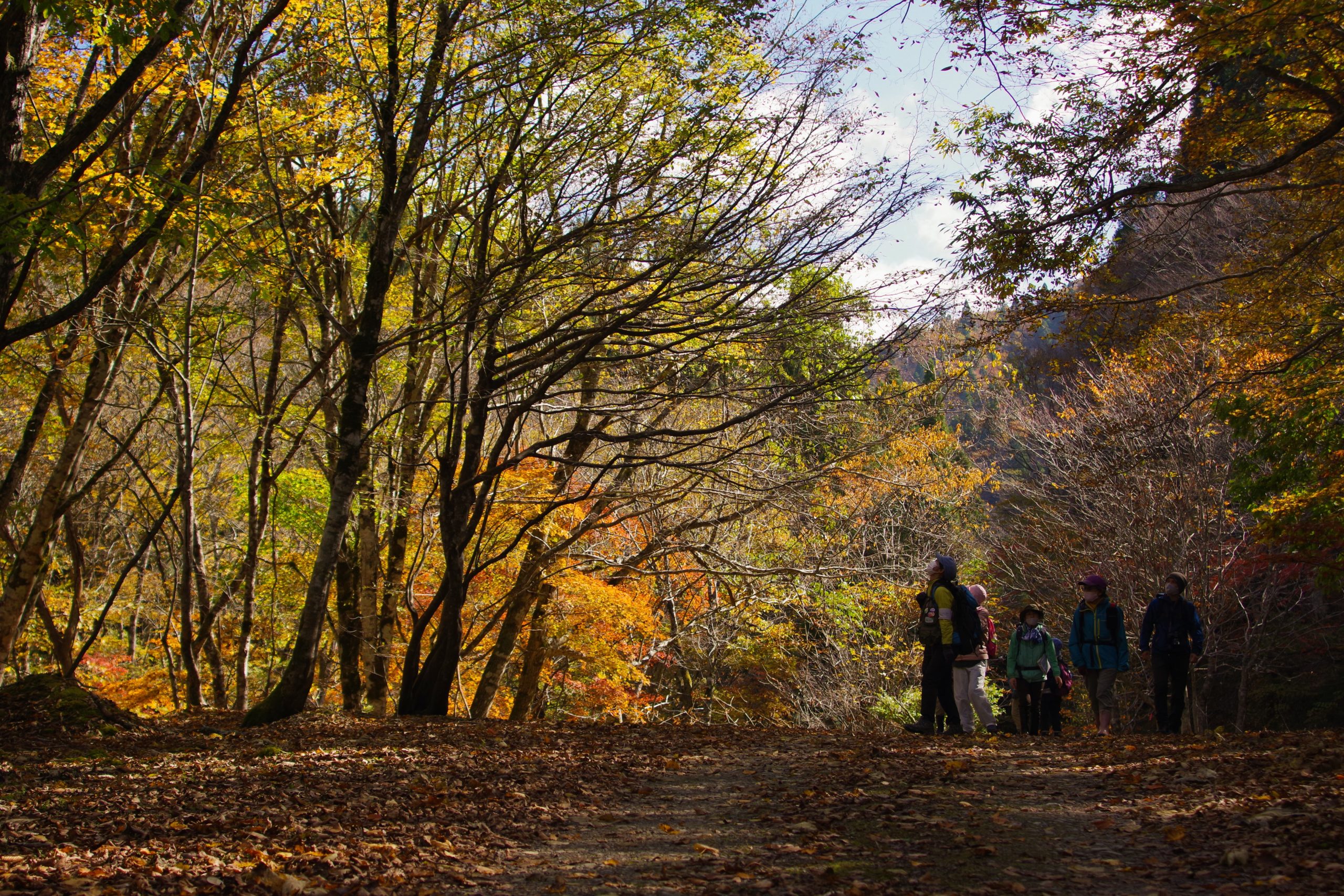 森の声を聴きに行く―演習林を訪ねる旅の関連画像