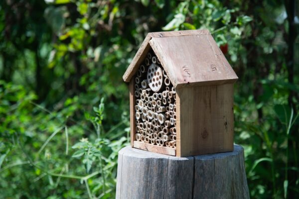 昆虫たちのためのホテルを作ってみよう！　①今、昆虫たちが減っている？の関連画像