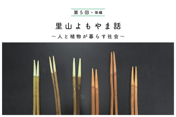 ツル植物で手仕事してみる【後編】　サルトリイバラで箸づくりの関連画像