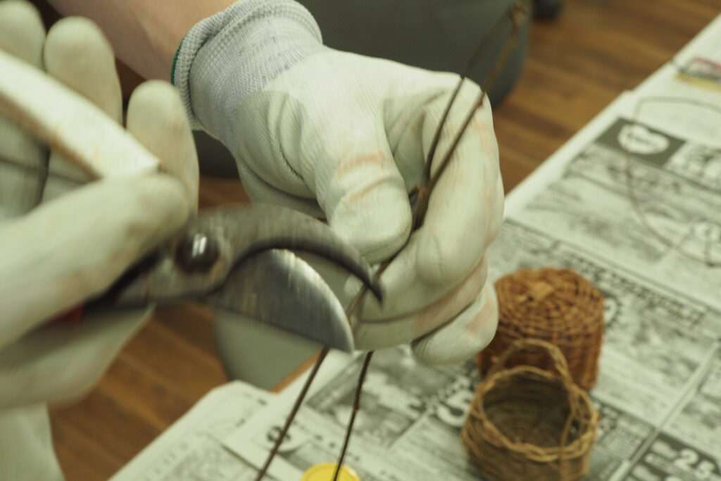 剪定バサミで冬芽を取り除いている