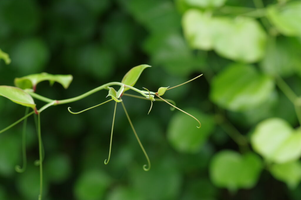 サルトリイバラのツル