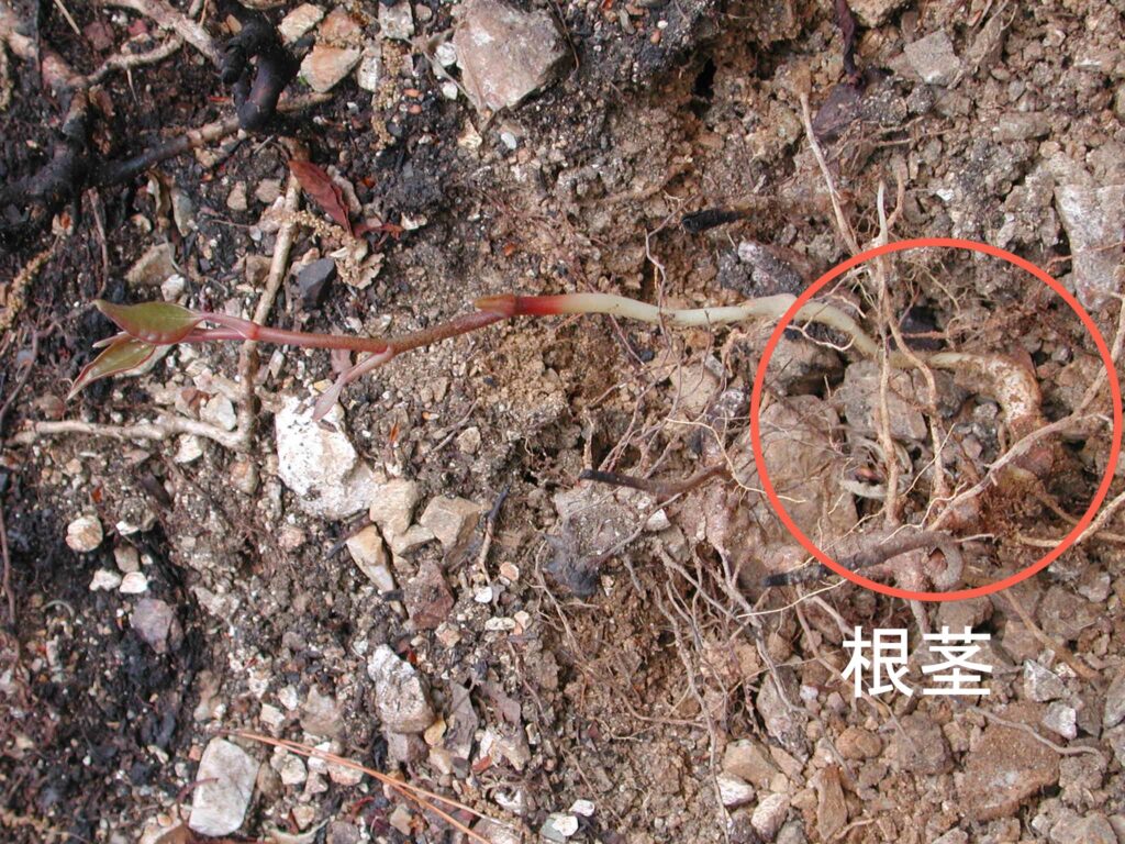 サルトリイバラの根茎