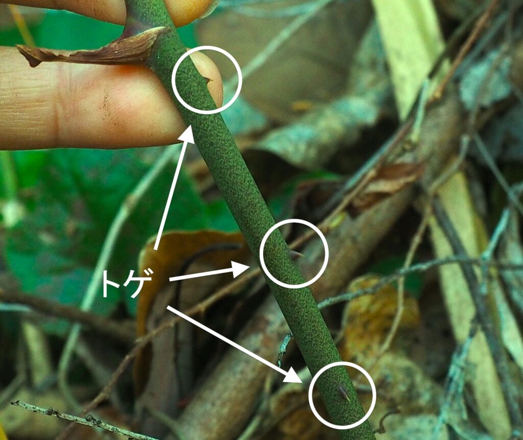 サルトリイバラのトゲ