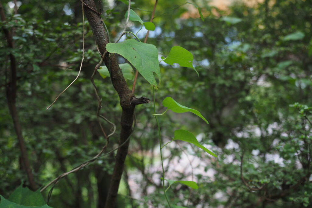 アオツヅラフジのツル