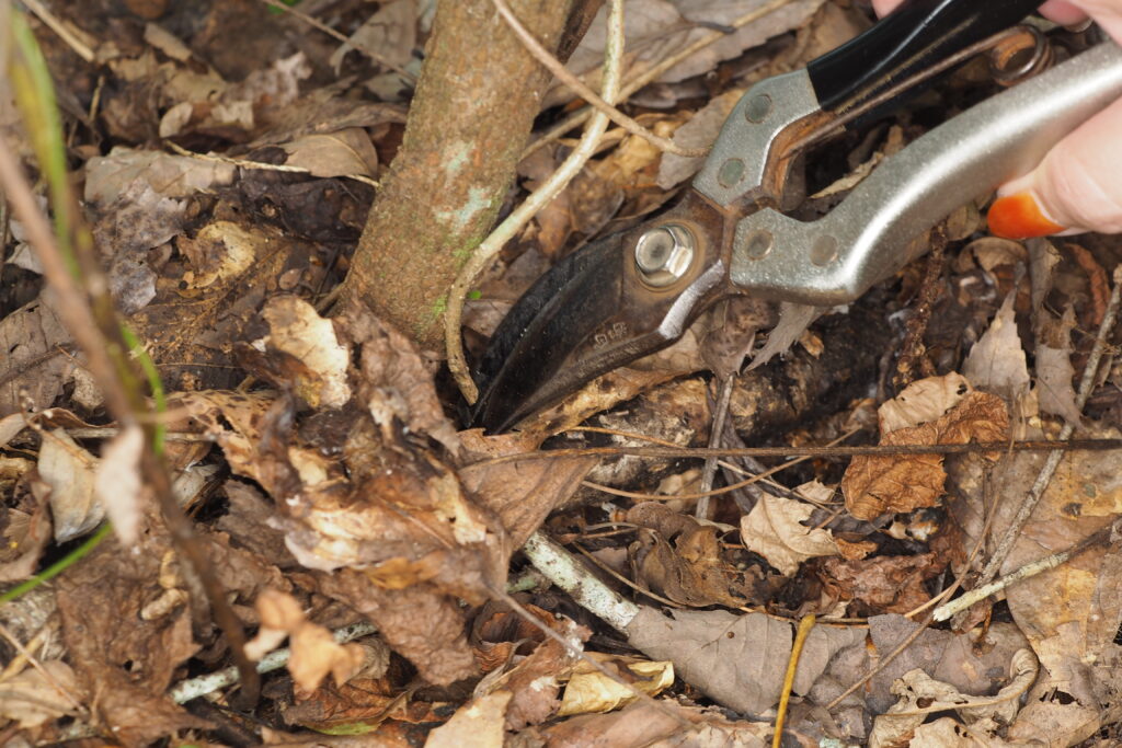 ツルの根元から剪定バサミで切る