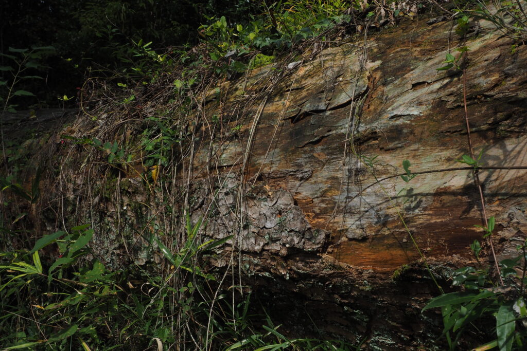 丸太から真っ直ぐ垂れ下がったツル
　