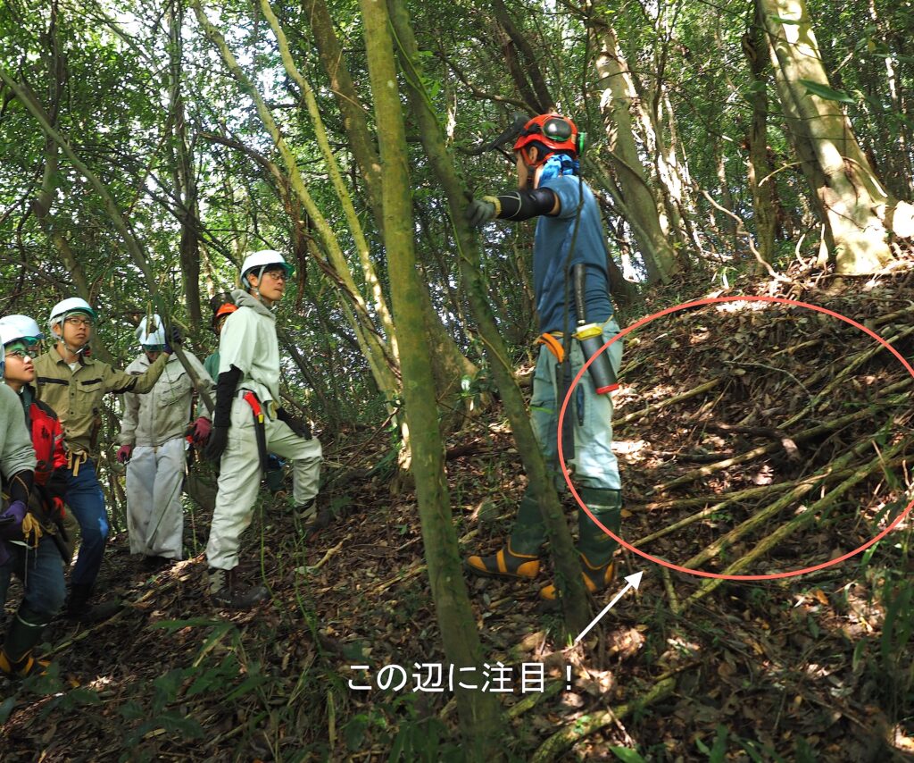 林の中を歩く人の足元にある真っ直ぐなツル