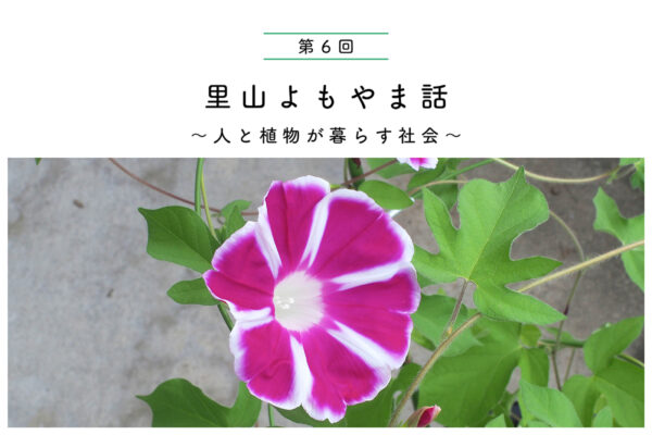 道ばたの宝石たち アサガオの仲間の関連画像