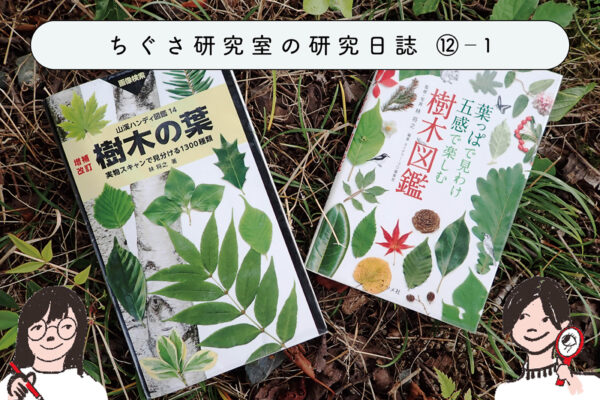 この木なんの木?図鑑を使って調べよう ①葉っぱを見て何の木か分かる?の関連画像