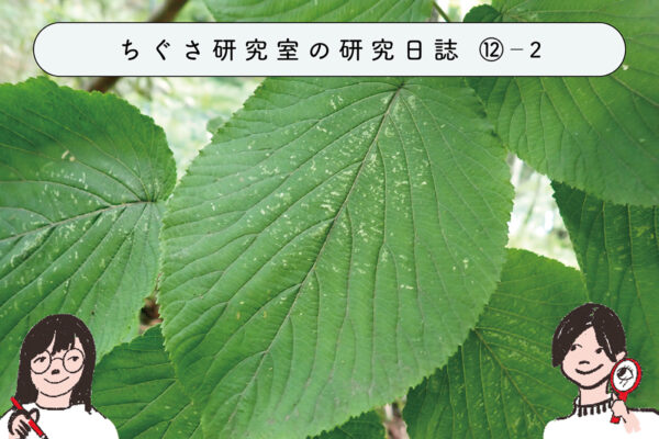 この木なんの木?図鑑を使って調べよう ②樹種同定 -基礎編-の関連画像