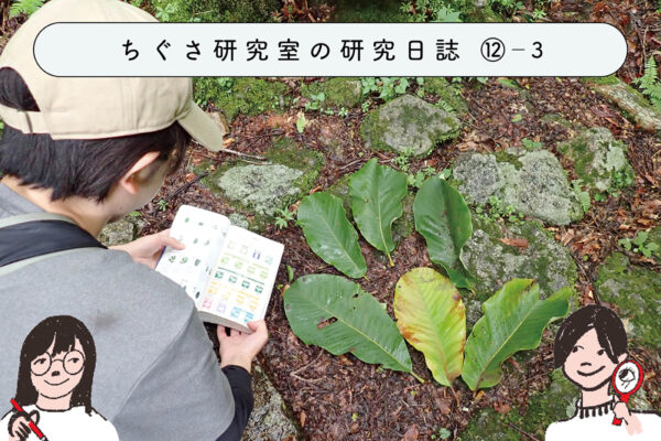 この木なんの木?図鑑を使って調べよう ③樹種同定 -応用編-の関連画像